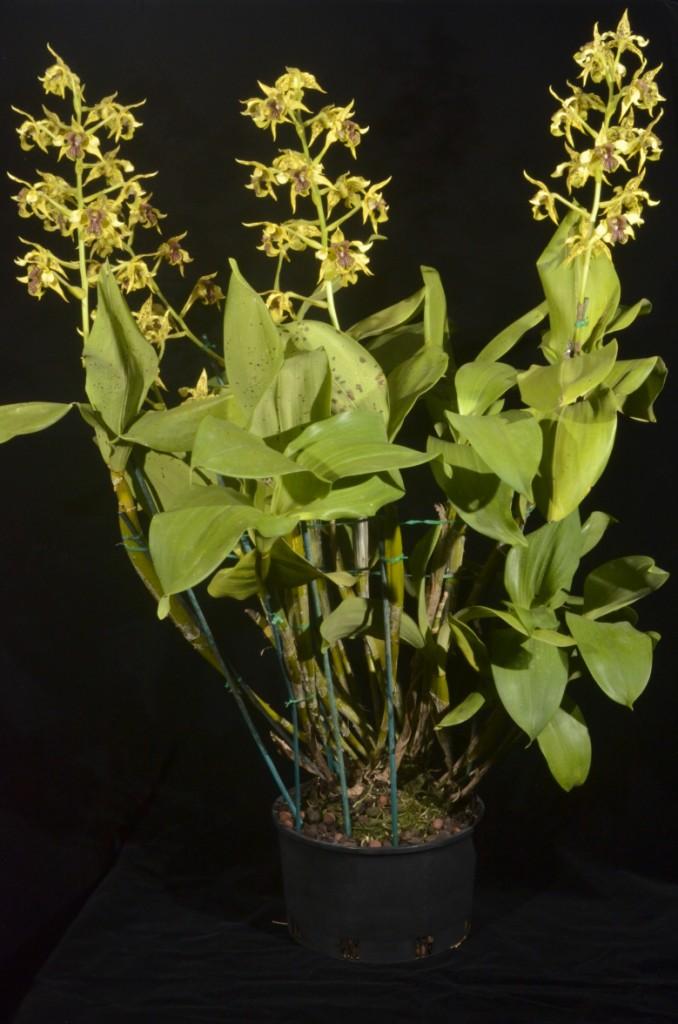 Dendrobium Exceptional - photo 2