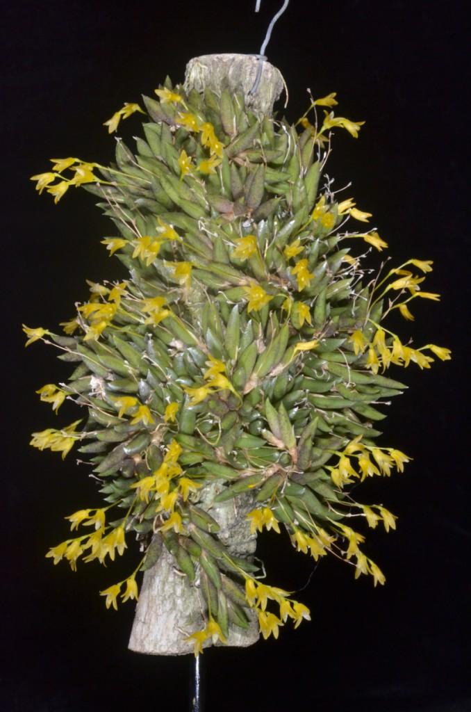 Pleurothallis leptotifolia 'Izzy