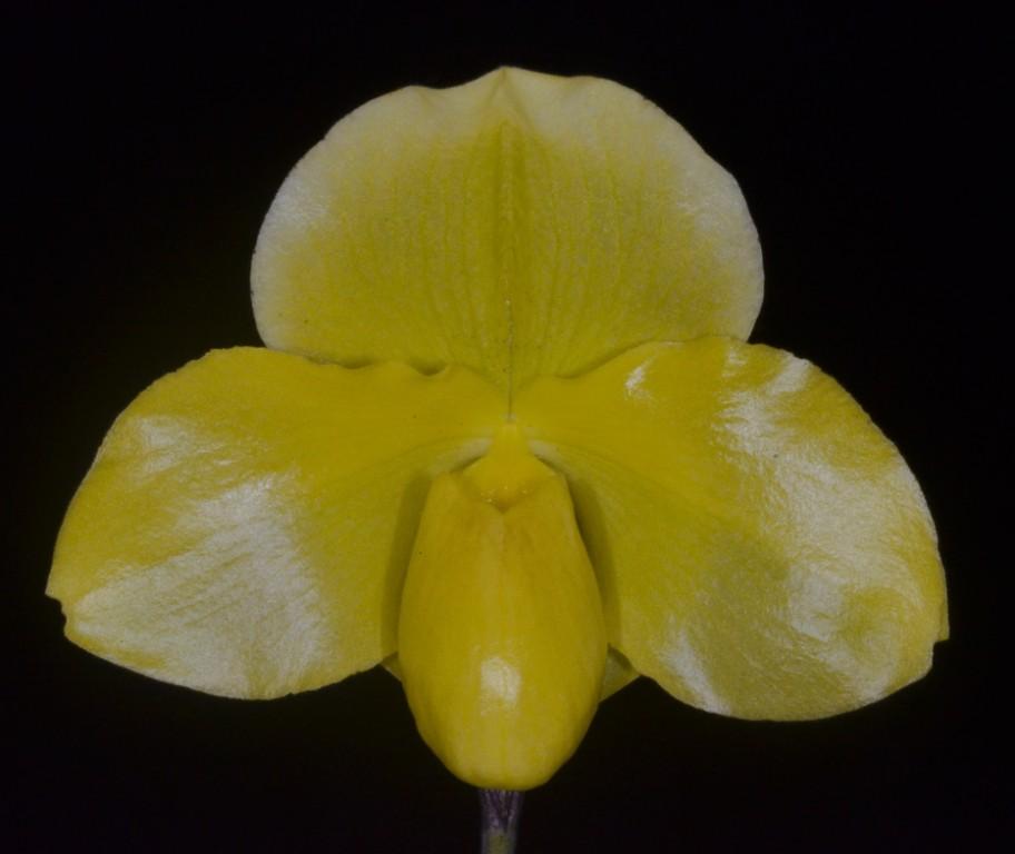 Paph Yelloz