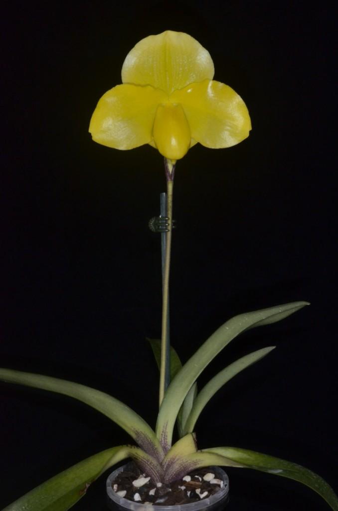 Paphiopedilum Yelloz - photo 2