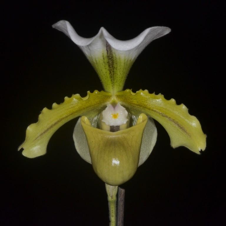 Paph Hamana Spice
