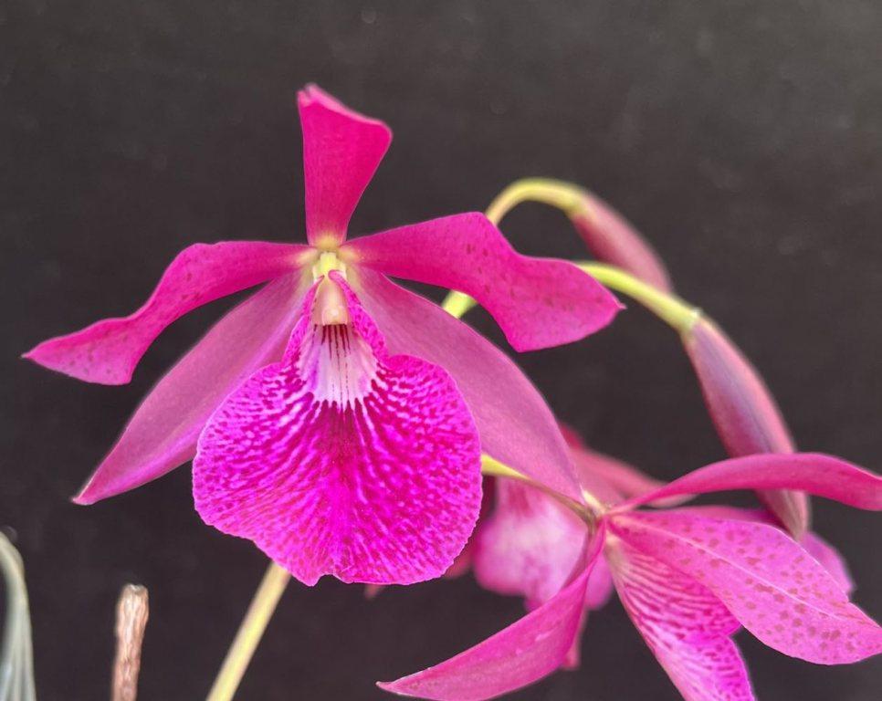 Guarvolclia Pingtung Wang's Knight 'Helen's Pride'