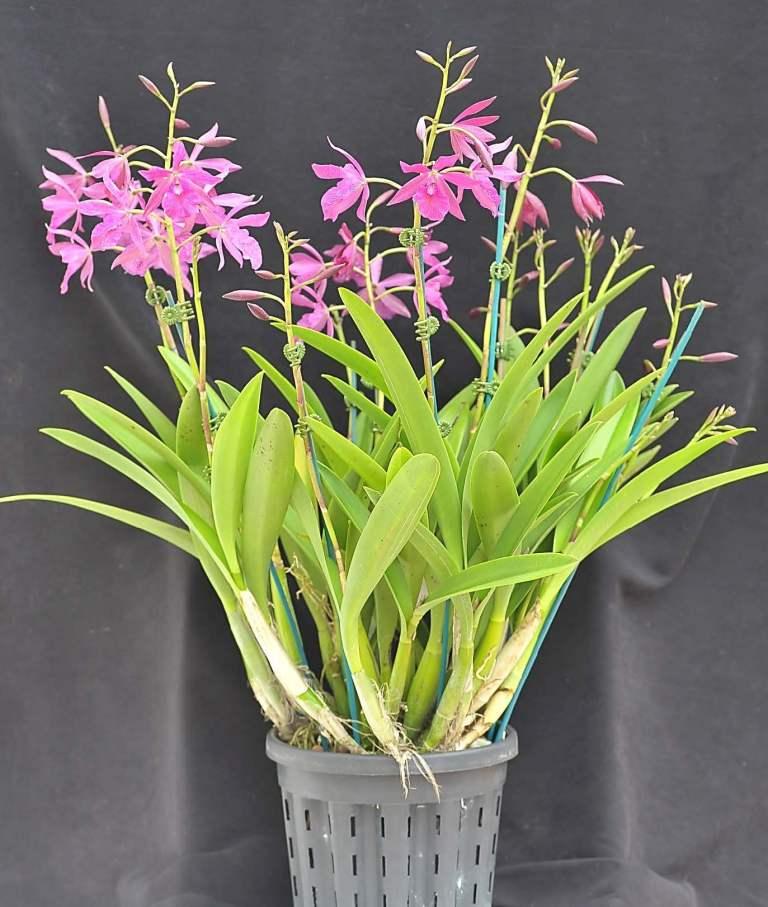 Guarvolclia Pingtung Wang's Knight 'Helen's Pride'