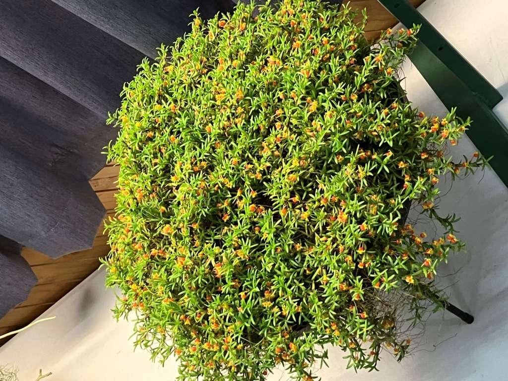 Mediocalcar decoratum'Tibrogargan'