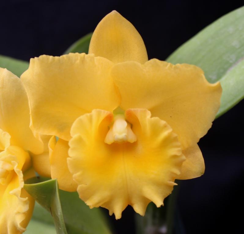 Rth Paradise Scorcher