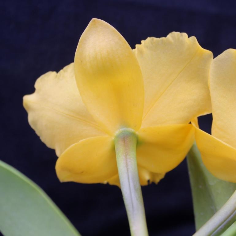 Rhyncattleanthe Paradise Scorcher - photo 2