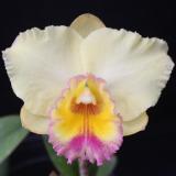 Rth Napp's Tradition