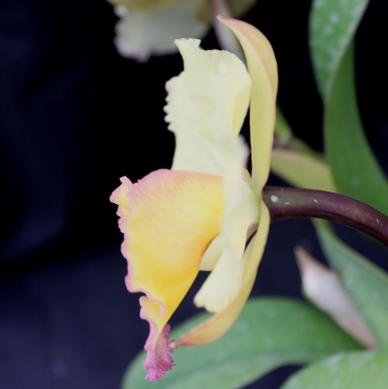 Rhyncattleanthe Napp's Tradition - photo 2