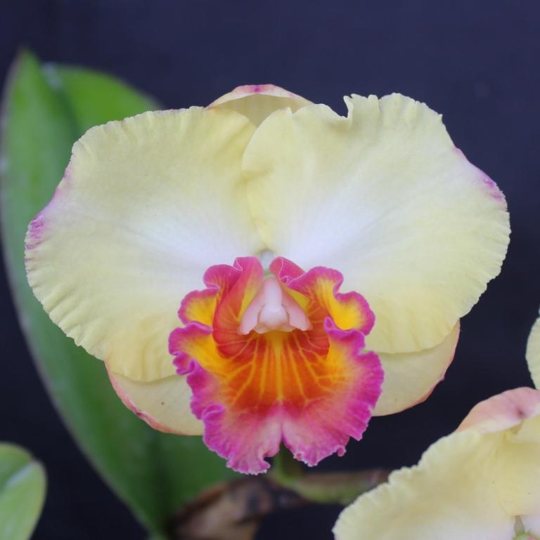 Rth Napp's Tradition