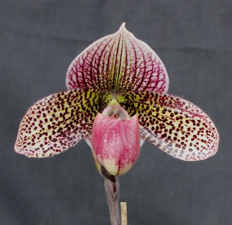 Paph Memoria Doris Behrendorff