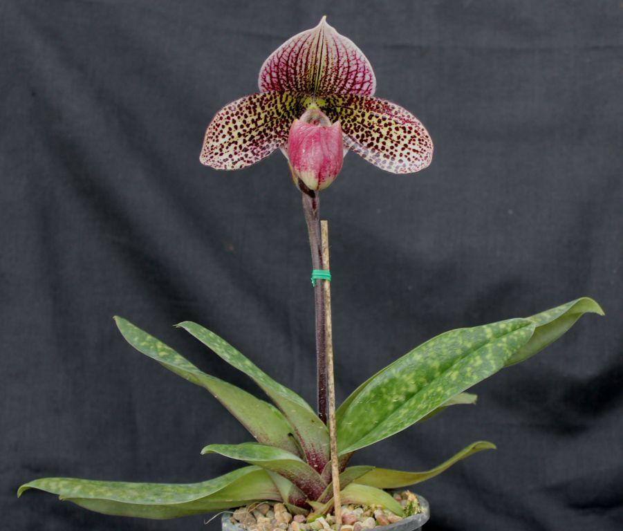 Paphiopedilum Memoria Doris Behrendorff - photo 2