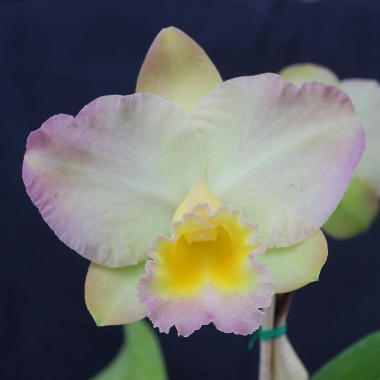 Rth Napp's Tradition