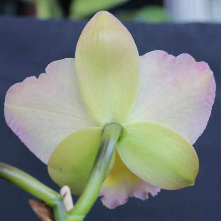 Rhyncattleanthe Napp's Tradition - photo 2