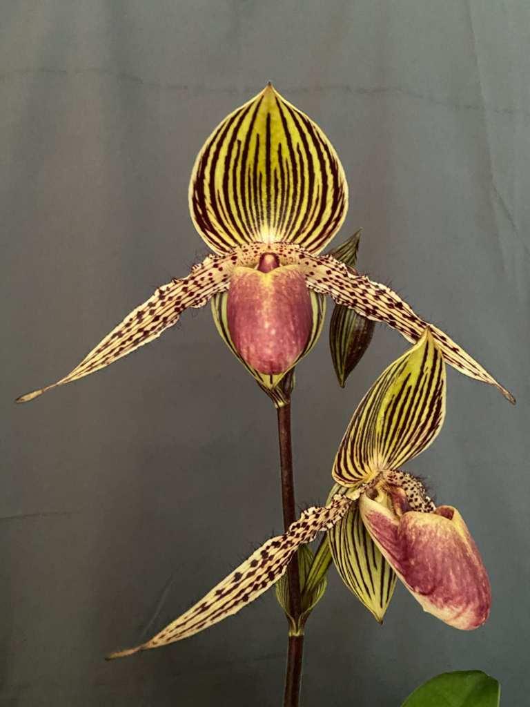 Paph Vanguard's Lebeau
