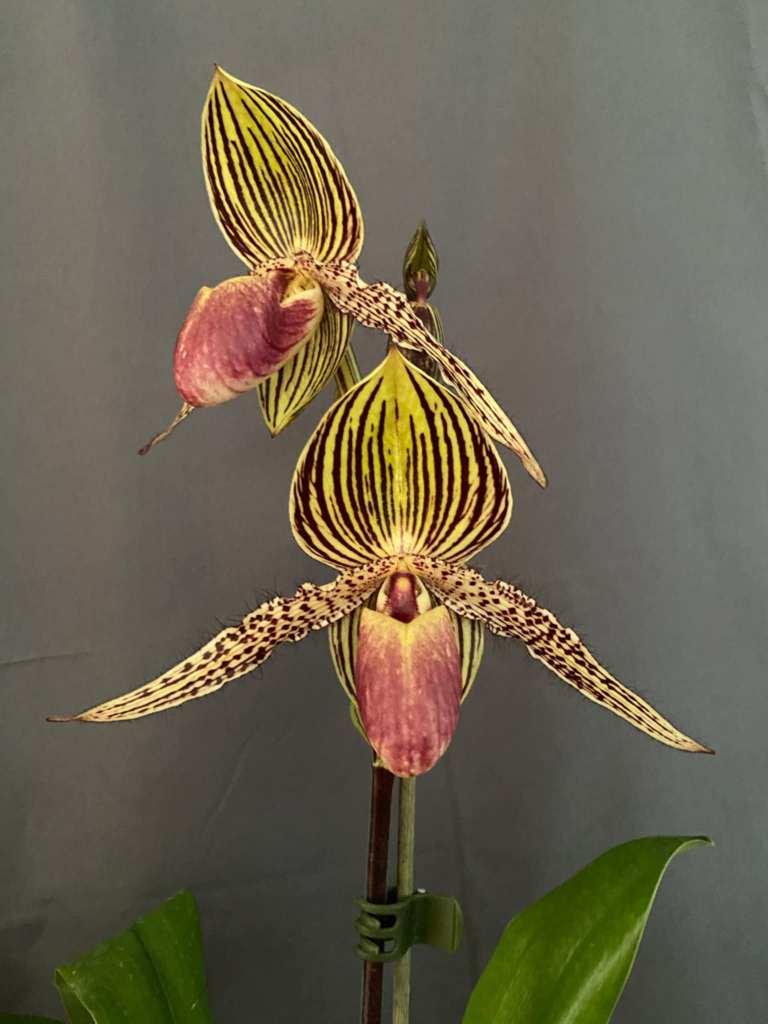 Paphiopedilum Vanguard's Lebeau - photo 2