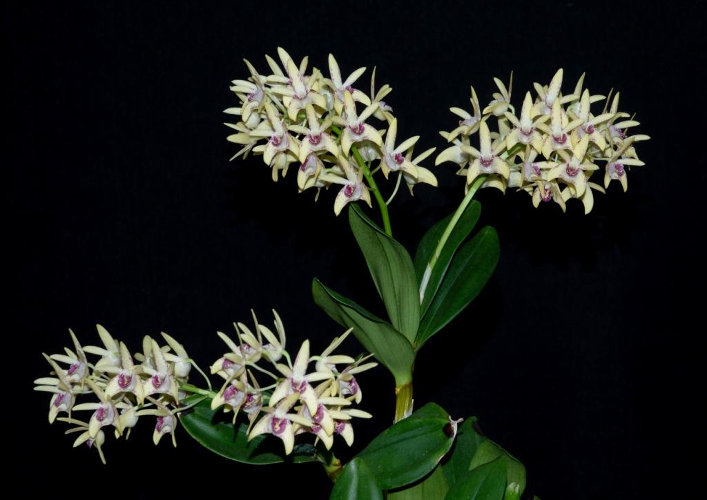 Dendrobium Surprisekayla - photo 2
