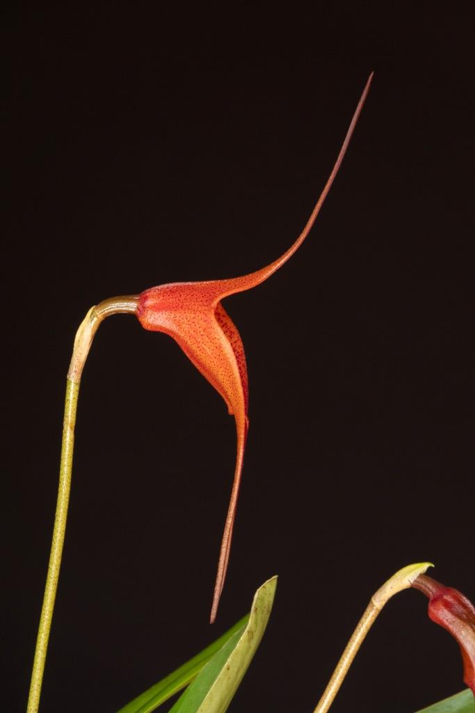 Masdevallia King Leon - photo 2