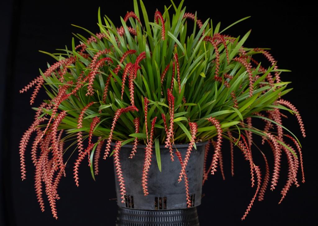 Coelogyne saccolabia