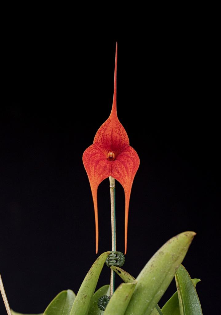 Masd Preston 'Lucifer'