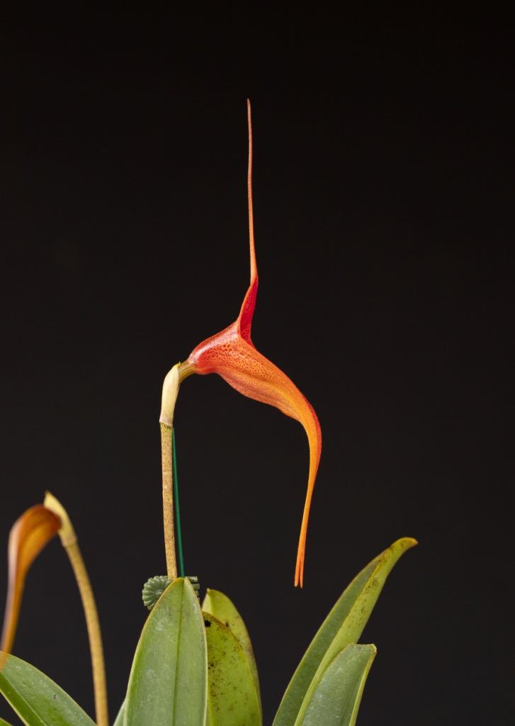 Masdevallia Preston 'Lucifer' - photo 2