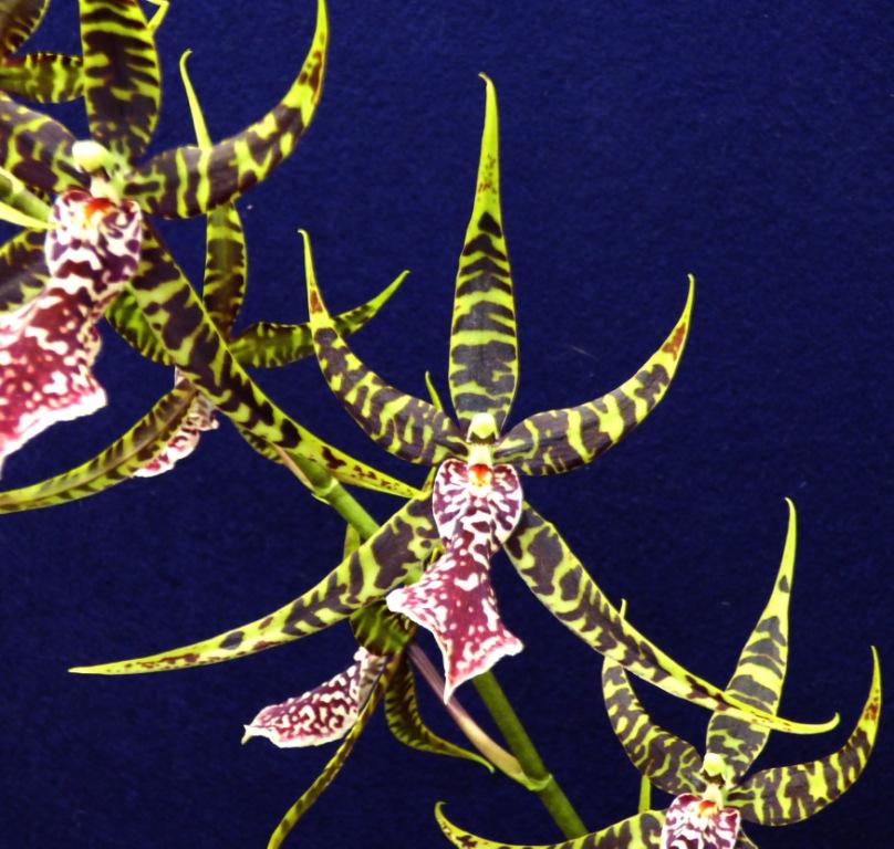 Authurara Sea Snake 'Unforgettable'