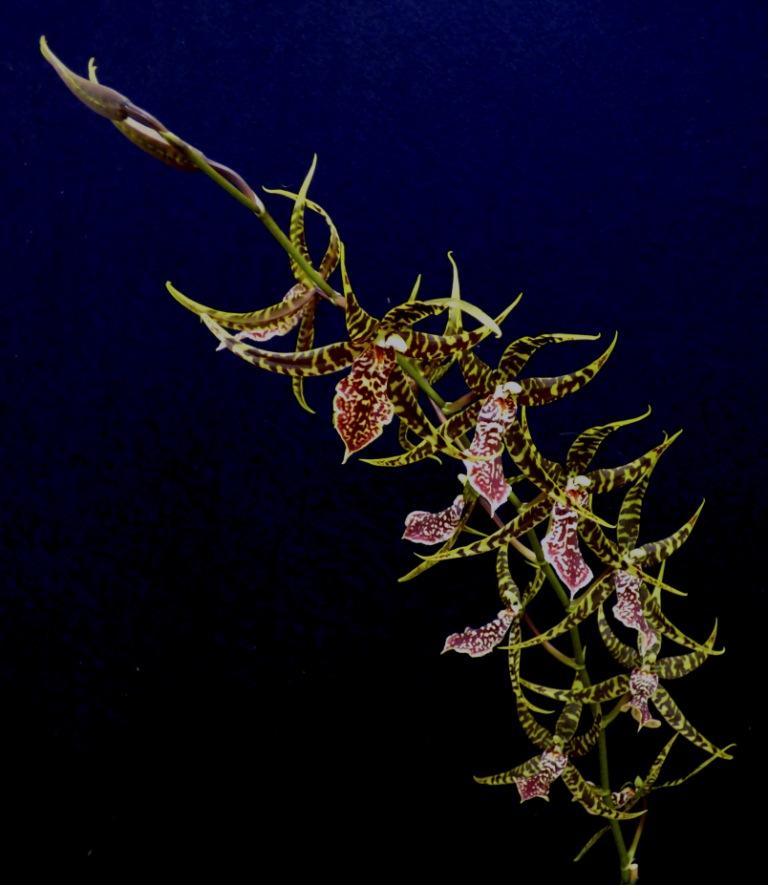 Authurara Sea Snake 'Unforgettable' - photo 2