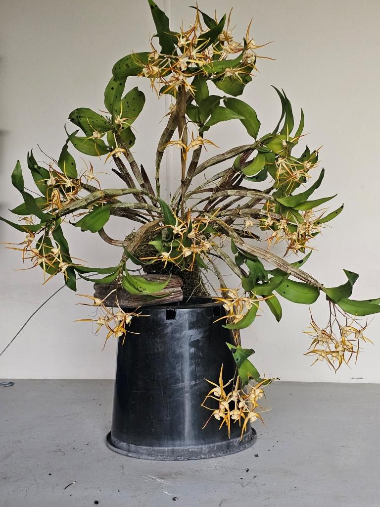 Dendrobium tetragonum