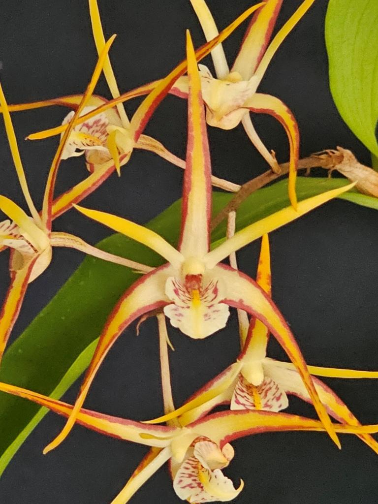 Dendrobium tetragonum subsp. tetragonum - photo 2