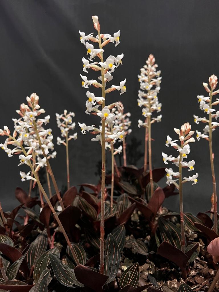 Ludisia discolor - photo 2