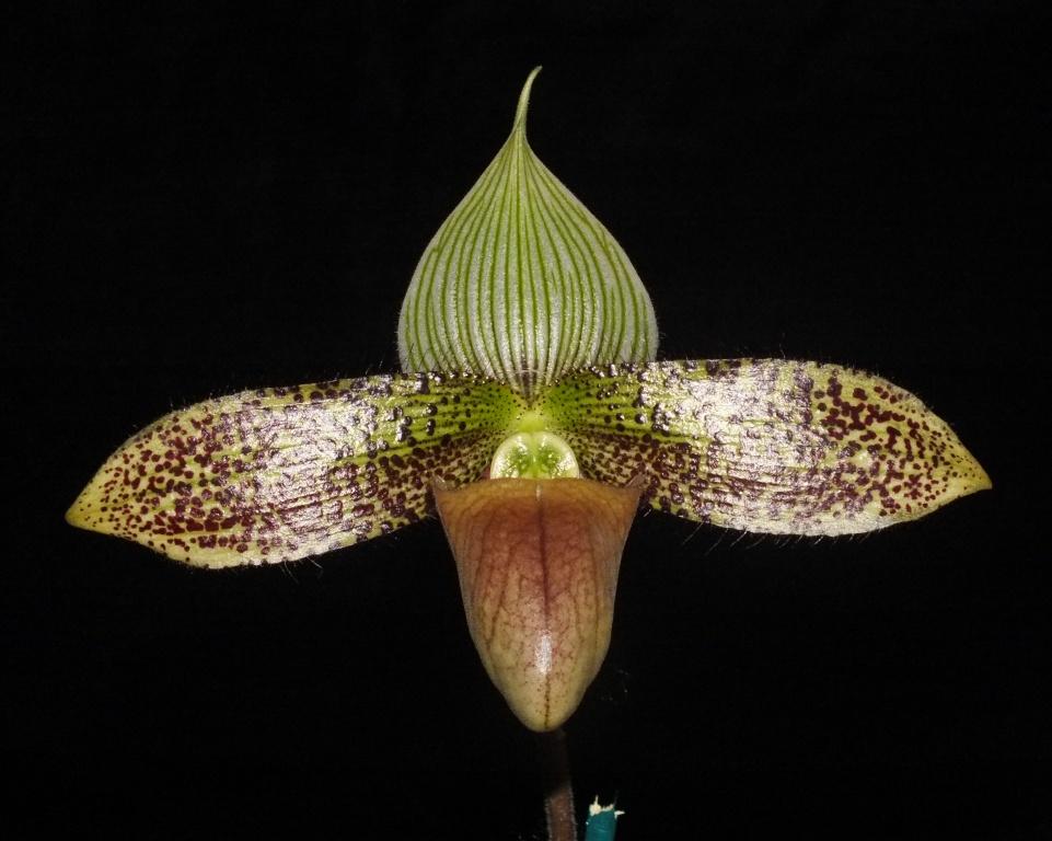 Paphiopedilum sukhakulii