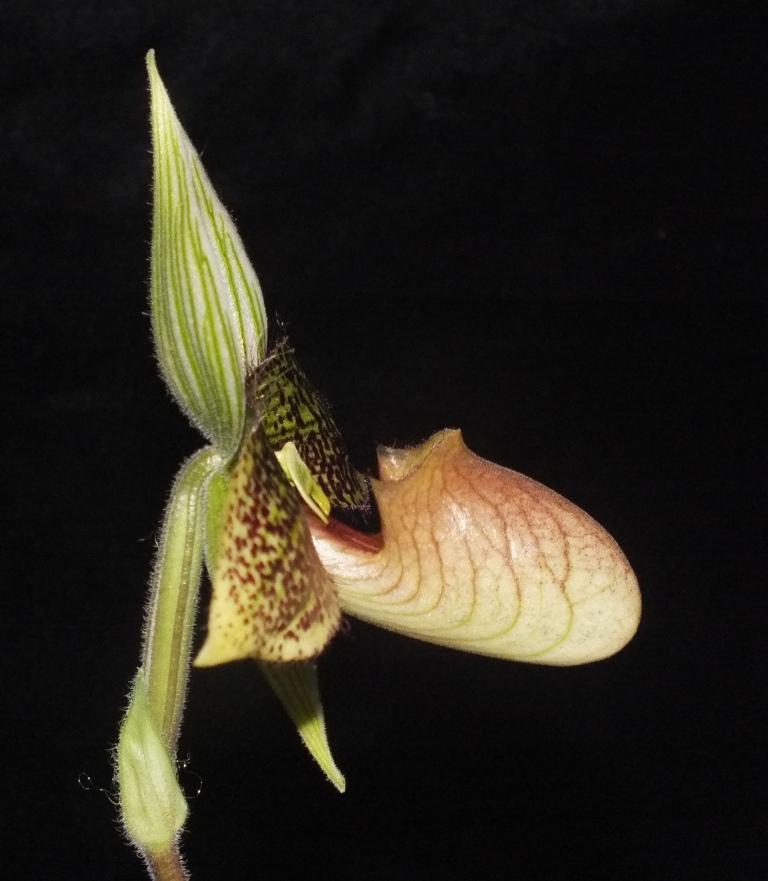 Paphiopedilum sukhakulii - photo 2