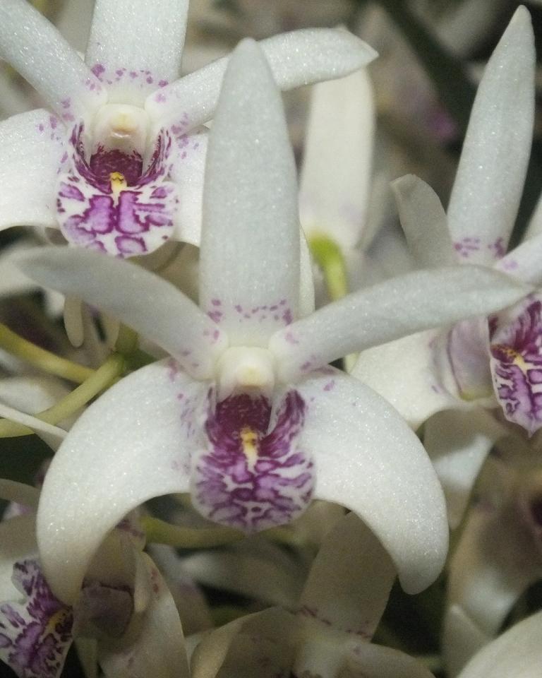 Den Sundaani Special