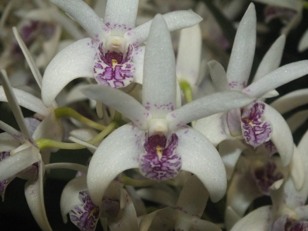 Dendrobium Sundaani Special - photo 2