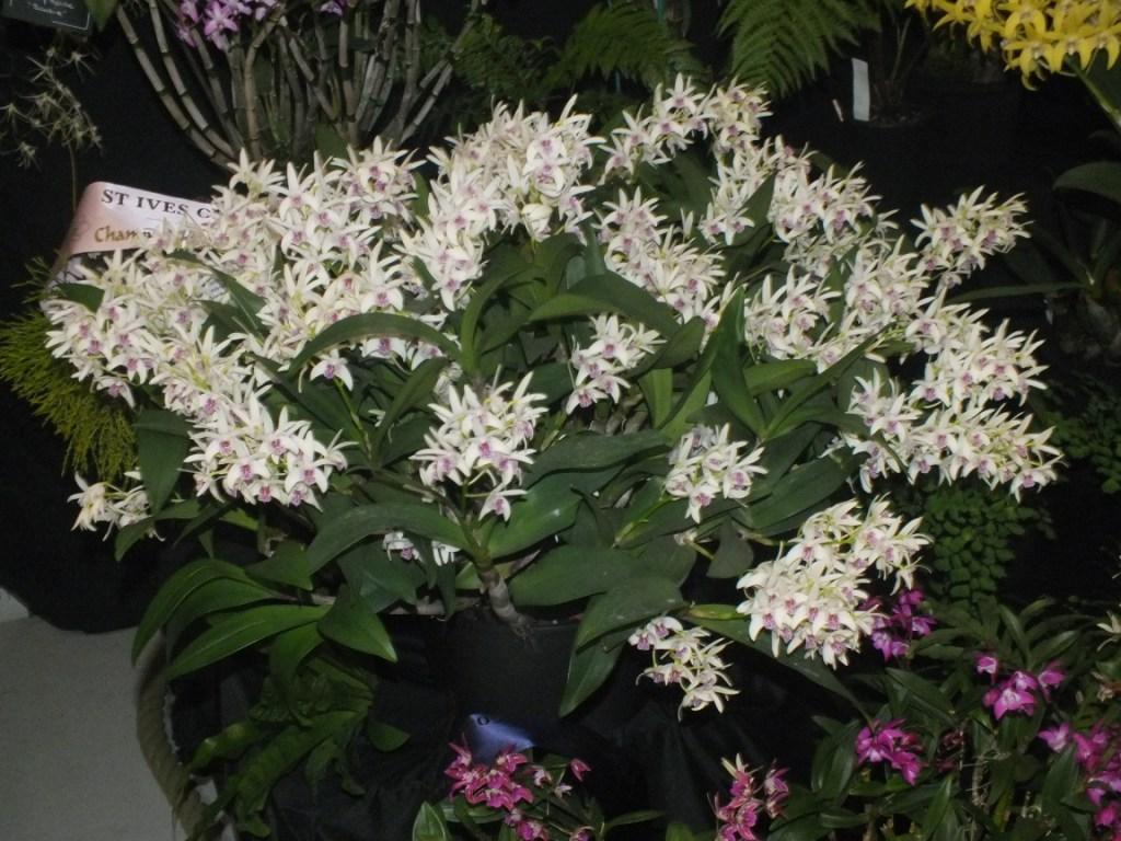 Den Sundaani Special