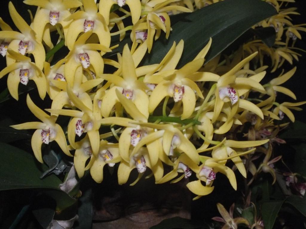 Dendrobium Cosmic Gold - photo 2