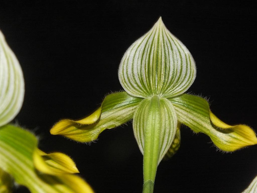 Paphiopedilum venustum - photo 2