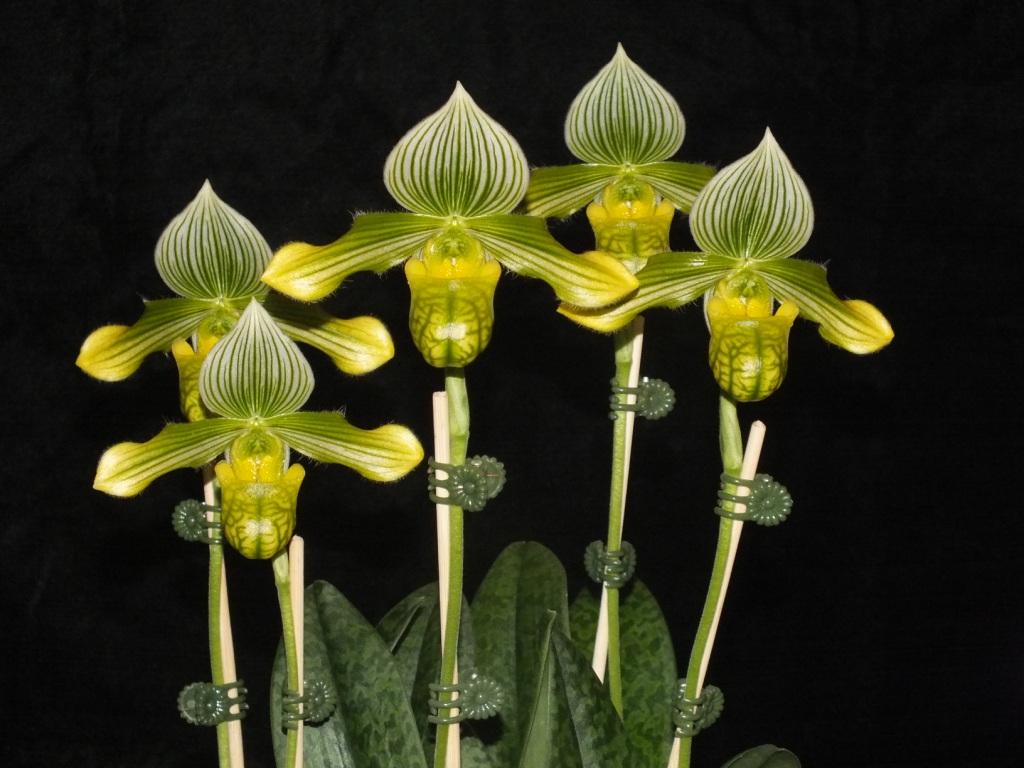 Paphiopedilum venustum