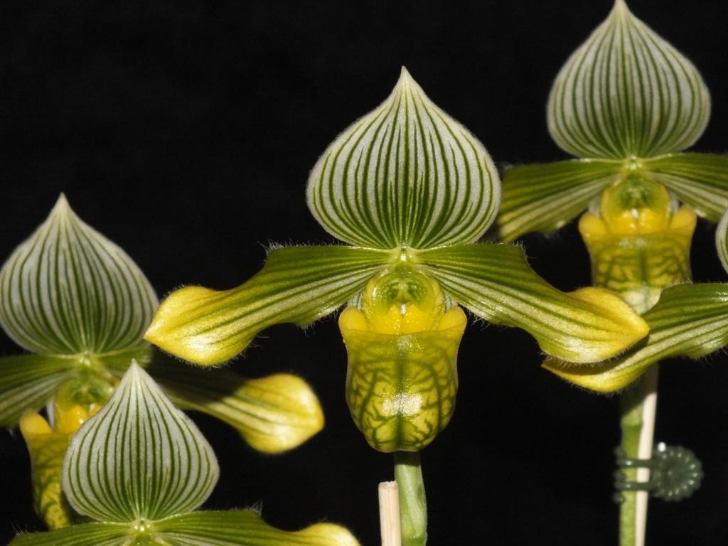 Paphiopedilum venustum - photo 2