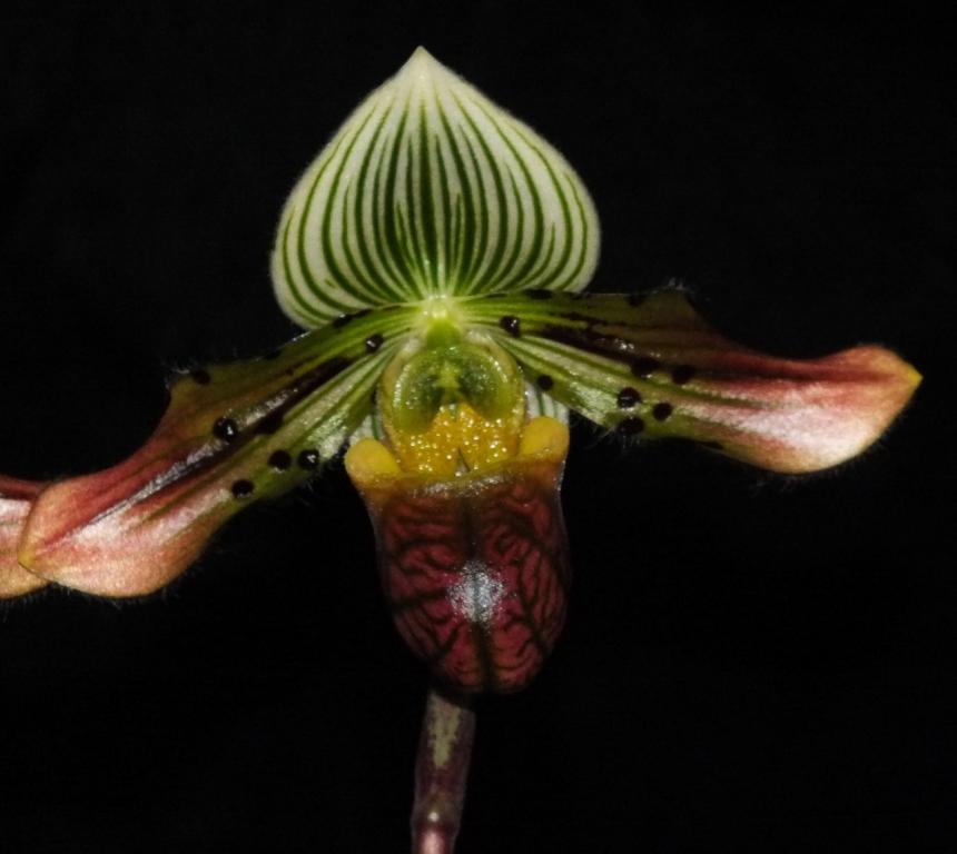 Paphiopedilum venustum
