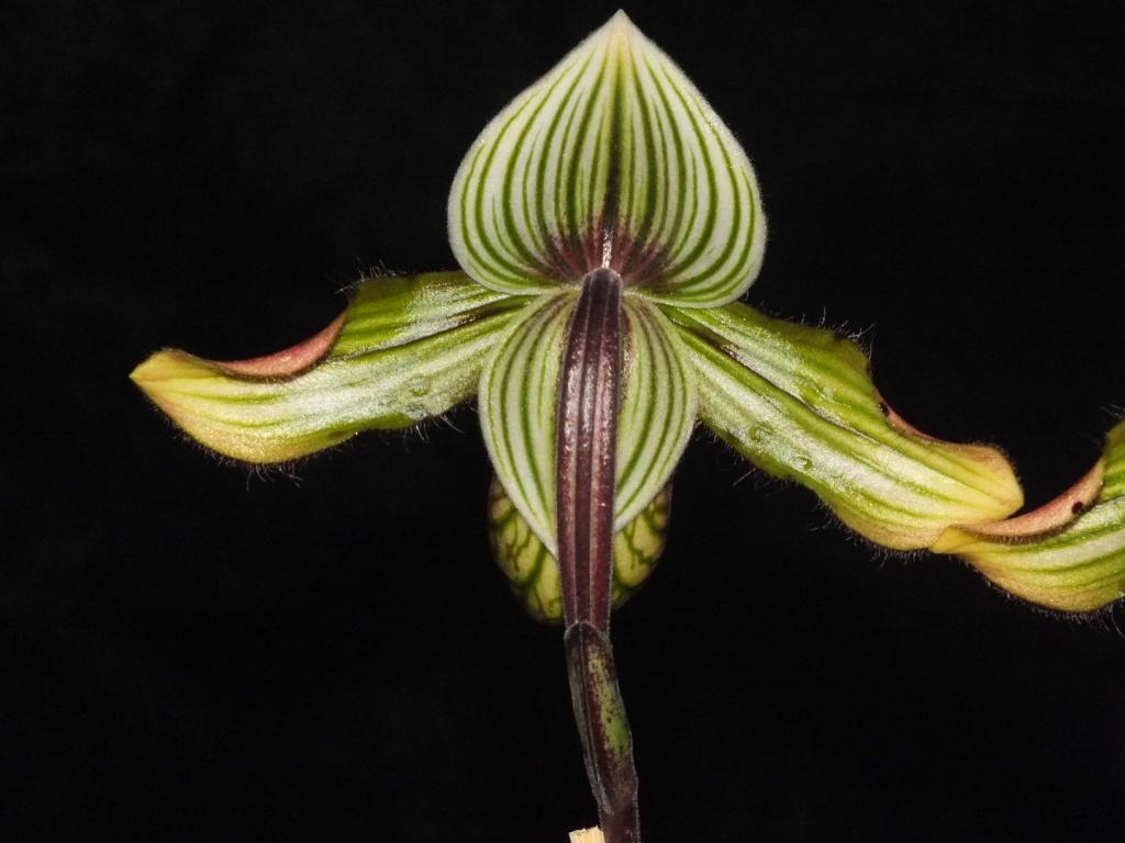 Paphiopedilum venustum - photo 2