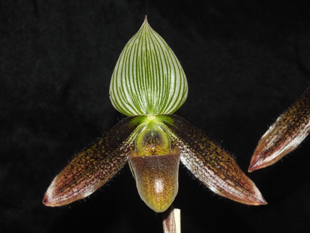 Paphiopedilum wardii