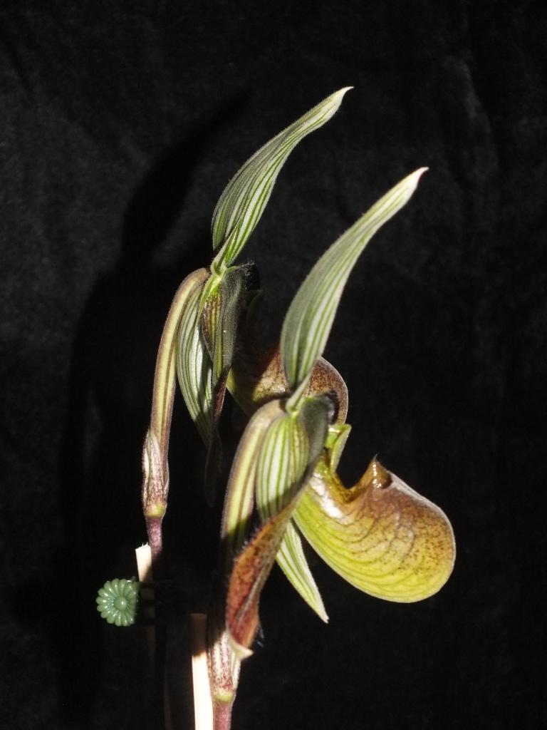 Paphiopedilum wardii - photo 2