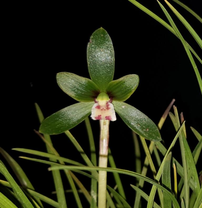 Cymbidium goeringii