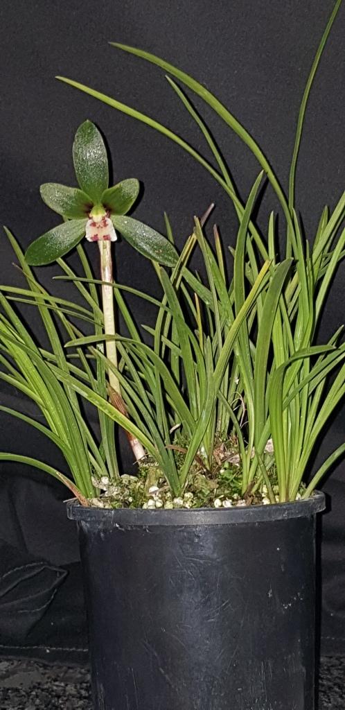 Cymbidium goeringii - photo 2