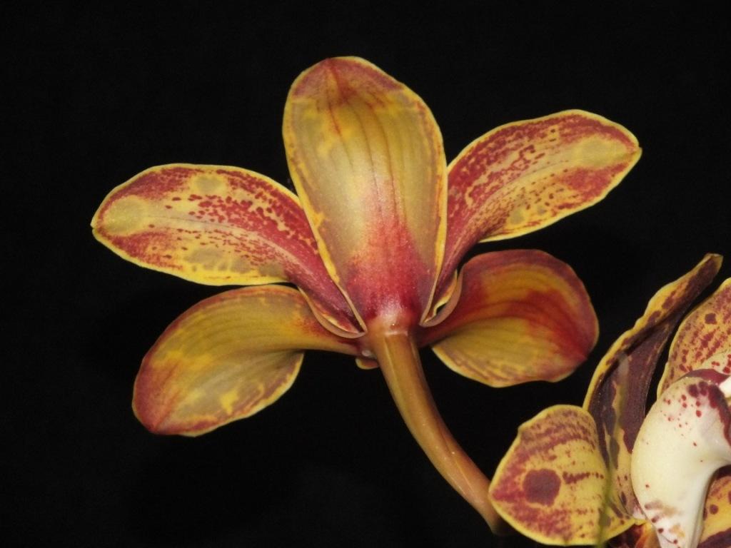 Cymbidium Darch Splatters - photo 2