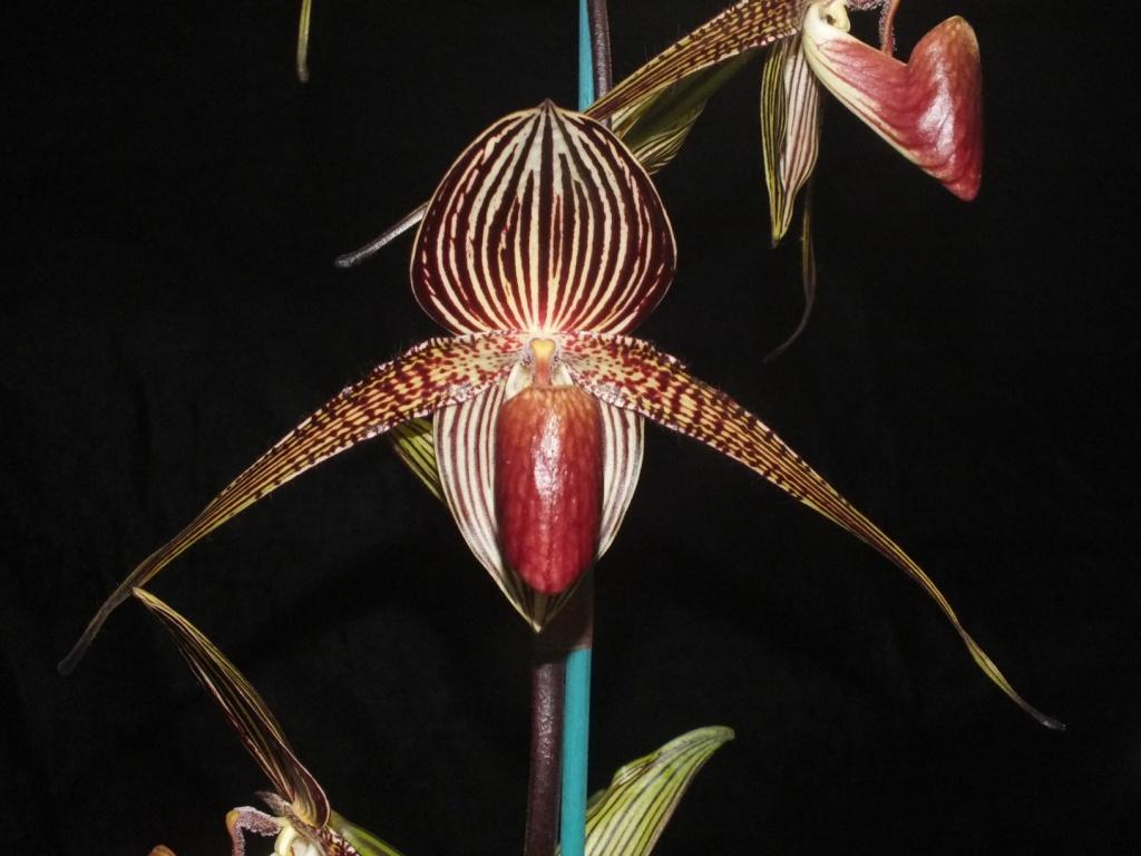 Paphiopedilum rothschildianum 'Wirra Willa'