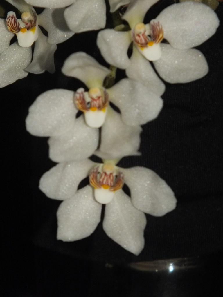 Sarcochilus falcatus