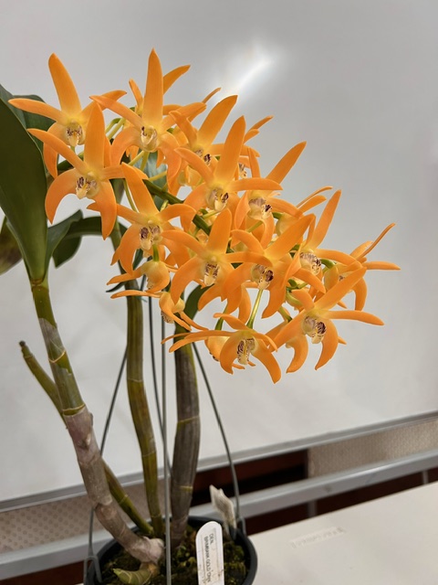 Dendrobium Brimbank Gold - photo 2
