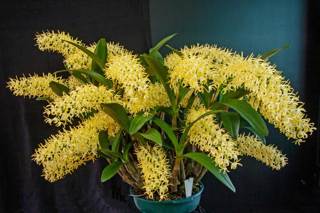 Dendrobium speciosum var curvicaule