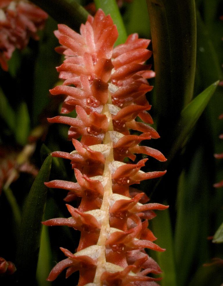 Coelogyne wenzelii - photo 2